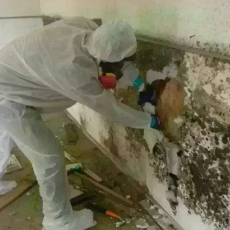 Mold Remediation and Removal in High Point, FL